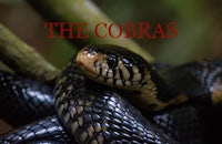 an image of a snake with the words the cobras