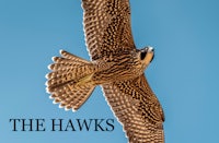 a falcon flying in the sky with the words the hawks