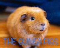 the guinea pigs