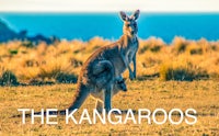 the kangaroos kangaroos kangaroos kangaroos kangaroo