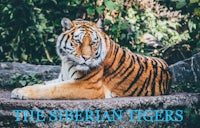 a tiger laying on a rock with the words the serbian tigers